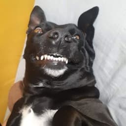 rbsmig