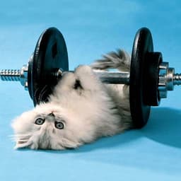 Catfitness