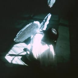 rariuzz