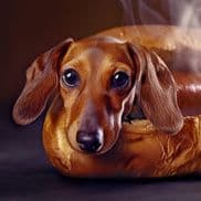 HotDogis420
