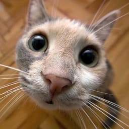 SAY-_-MEOW