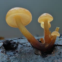 Ebolaseuche