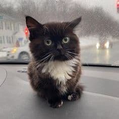 Sweetkitty15