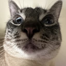 melussywussy