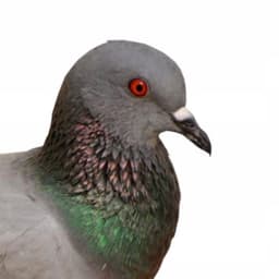 fabikus