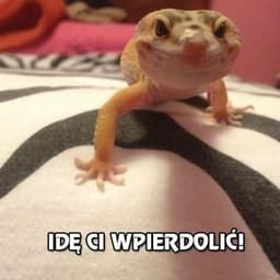 _jaszczurka_
