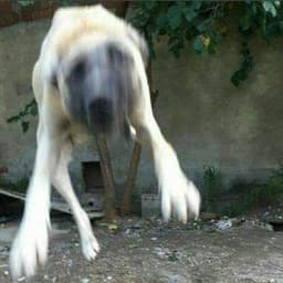 Lanerajpg