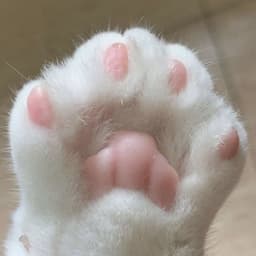Lapkalove1