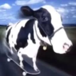2Leprikon
