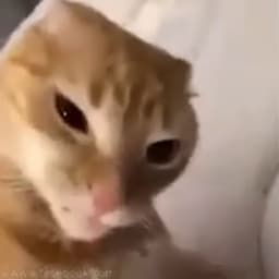jks_tokasz