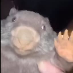 thorwokqw
