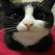 catgameSP