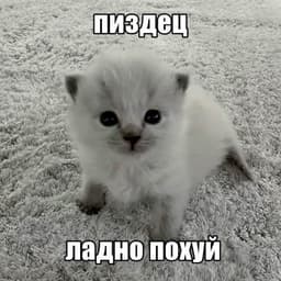 midnightqq