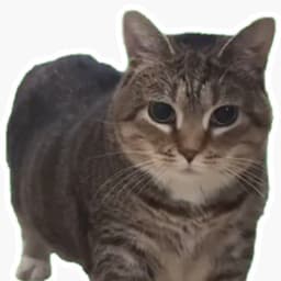 Spinning_Cat