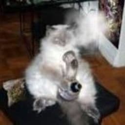 Smokeymcpuff