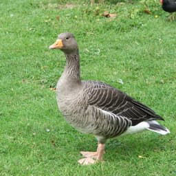 34geese