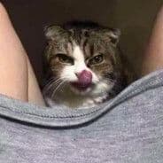 pussy_cat