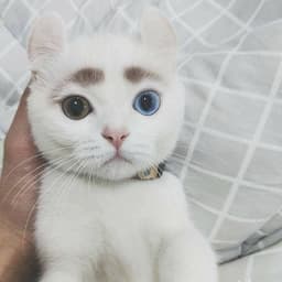 fsDUGGEee