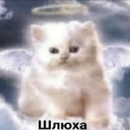 Perdyn_Sigma