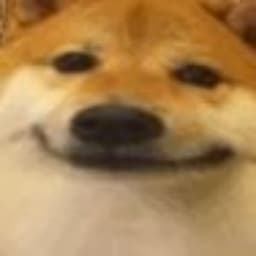 Ruciowaty