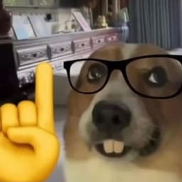 KJsnajper