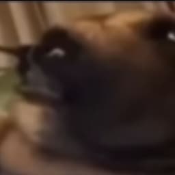 SergeBel