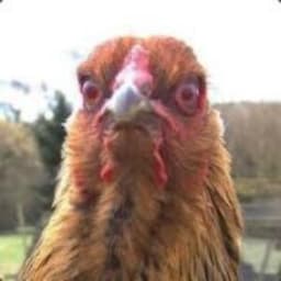 Chicken2021