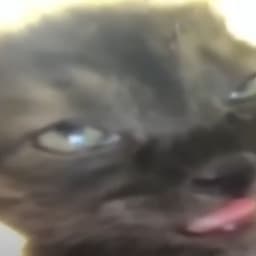 trokai