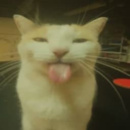 FastikYo