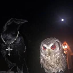 OwlxRaven