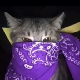 graypes