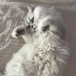 catocatto