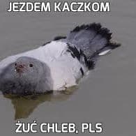 Kaczucha1234