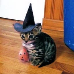 warlocksi