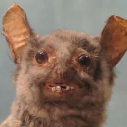 jirupa