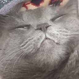 DKiT_T
