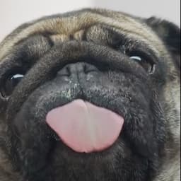 Vicpeek