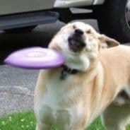 FRISBEEcs