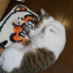 nikoslimaaa
