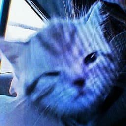 RepoKitty