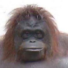 monke23456