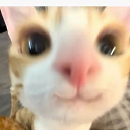 Agheul31