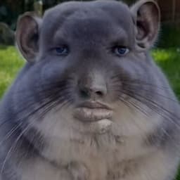 L1pt0n228