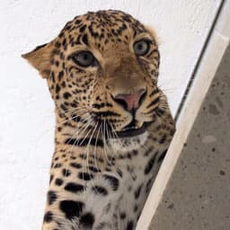 easyzoo