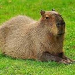 Capybaryc