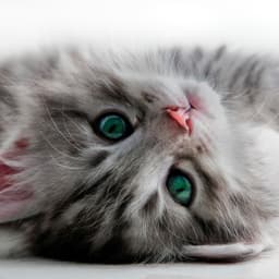 kitten_uwu_