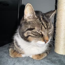 downcat