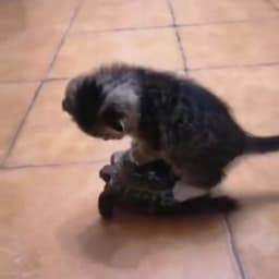 CatOnTurtle