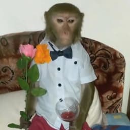 ElMakako