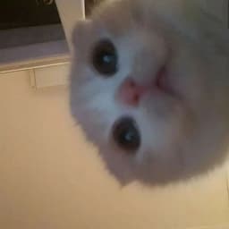 suni